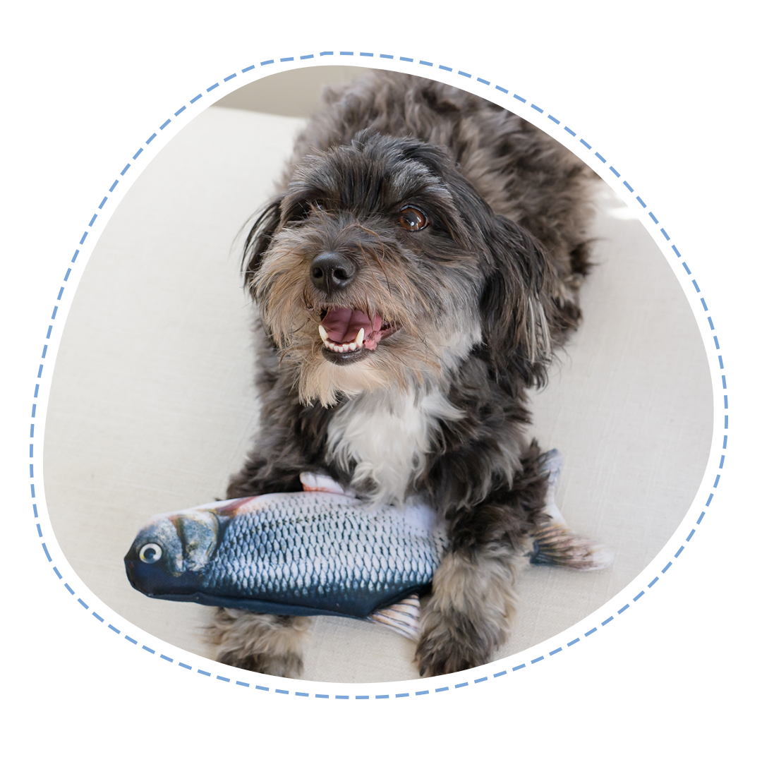 Floppy Fish Dog Toy